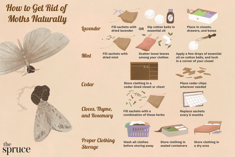 get-rid-of-moths.png